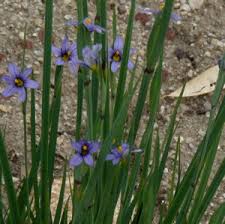 Attēlu rezultāti vaicājumam “Sisyrinchium montanum fruit”