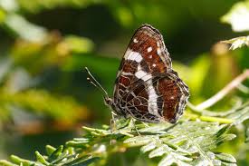 Attēlu rezultāti vaicājumam “Araschnia levana underside”