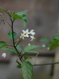 Attēlu rezultāti vaicājumam “Solanum nigrum flower”