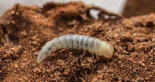 Attēlu rezultāti vaicājumam “Bolitophagus reticulatus larva”