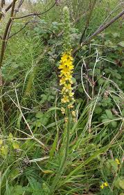 Image result for Agrimonia eupatoria