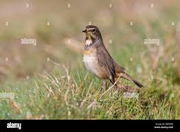 Attēlu rezultāti vaicājumam “Luscinia svecica”