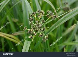 Attēlu rezultāti vaicājumam “Scirpus sylvaticus fruit”