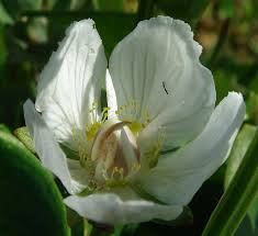 Attēlu rezultāti vaicājumam “Parnassia palustris bud”