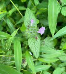 Attēlu rezultāti vaicājumam “Clinopodium vulgare leaf”