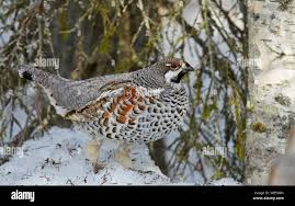 Attēlu rezultāti vaicājumam “Tetrastes bonasia”