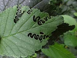 Attēlu rezultāti vaicājumam “Argidae larva”