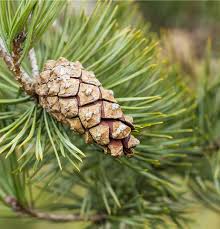Attēlu rezultāti vaicājumam “Pinus sylvestris fruit”