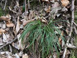 Attēlu rezultāti vaicājumam “Carex digitata leaf”