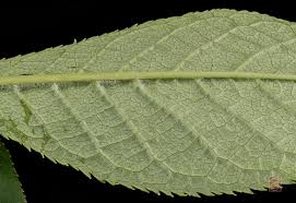 Attēlu rezultāti vaicājumam “Padus avium leaf”