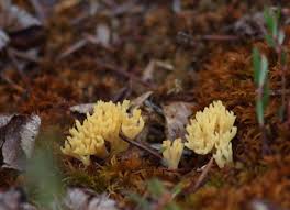 Attēlu rezultāti vaicājumam “Clavaria sphagnicola”