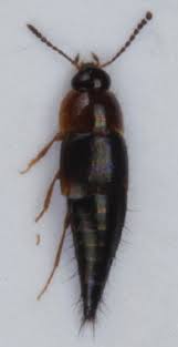 Attēlu rezultāti vaicājumam “Tachyporus sp.”