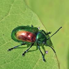 Attēlu rezultāti vaicājumam “Chrysomelidae”
