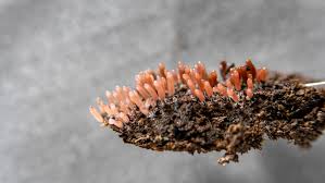 Attēlu rezultāti vaicājumam “Stemonitopsis typhina var. similis”