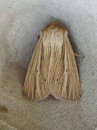 Attēlu rezultāti vaicājumam “Mythimna impura”