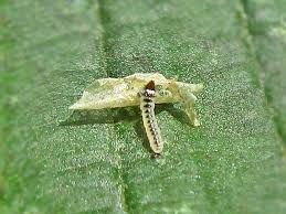 Attēlu rezultāti vaicājumam “Phyllonorycter sp.”