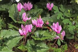 Attēlu rezultāti vaicājumam “Cyclamen hederifolium”