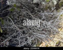 Attēlu rezultāti vaicājumam “Cladonia stygia”