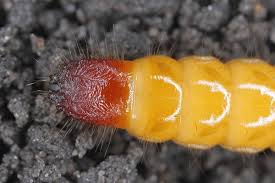 Attēlu rezultāti vaicājumam “Elateridae larva”