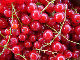 Bildergebnis für rote johannisbeeren