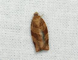 Attēlu rezultāti vaicājumam “Pandemis cinnamomeana female”