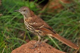 Image result for Toxostoma rufum