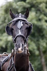 Image result for scheuklappen