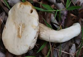 Attēlu rezultāti vaicājumam “Boletales”