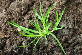 Attēlu rezultāti vaicājumam “Poa remota leaf”