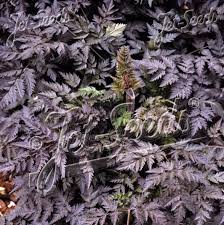 Attēlu rezultāti vaicājumam “Anthriscus sylvestris leaf”