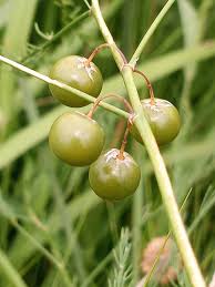 Attēlu rezultāti vaicājumam “Asparagus officinalis fruit”