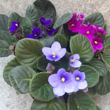 Image result for Saintpaulia ionantha Culitvar