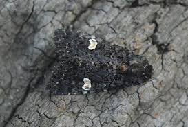 Attēlu rezultāti vaicājumam “Melanchra persicariae”