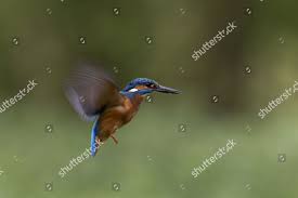 Attēlu rezultāti vaicājumam “Alcedo atthis adult”