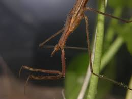 Attēlu rezultāti vaicājumam “Ranatra linearis”