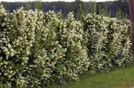 Attēlu rezultāti vaicājumam “Philadelphus lemoinei”