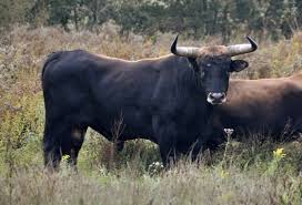 Attēlu rezultāti vaicājumam “Bos primigenius taurus”