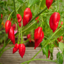 Afbeeldingsresultaat voor paper lantern hot pepper