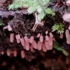 Attēlu rezultāti vaicājumam “Arcyria, Heterotrichia sp.”