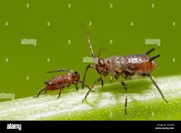 Attēlu rezultāti vaicājumam “Uroleucon cirsii”