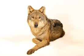 Attēlu rezultāti vaicājumam “Canis lupus”