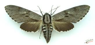 Attēlu rezultāti vaicājumam “Sphinx pinastri”