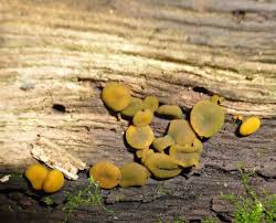 Attēlu rezultāti vaicājumam “Chlorencoelia versiformis”