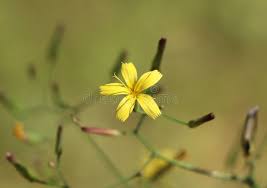 Attēlu rezultāti vaicājumam “Mycelis muralis bud”