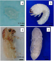 Attēlu rezultāti vaicājumam “Capsus ater imago”