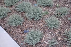 Attēlu rezultāti vaicājumam “Helianthemum nummularium leaf”