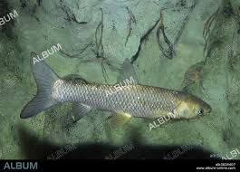 Image result for Ctenopharyngodon idella