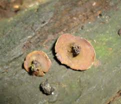 Attēlu rezultāti vaicājumam “Chlorencoelia versiformis”