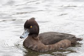 Attēlu rezultāti vaicājumam “Aythya fuligula female”