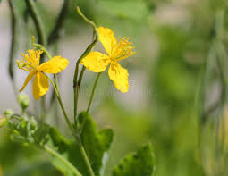 Attēlu rezultāti vaicājumam “Chelidonium majus flower”